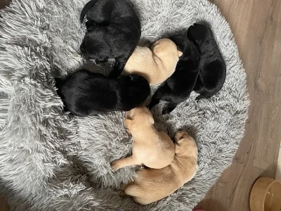 Vynikající štěňata labradorského retrívra